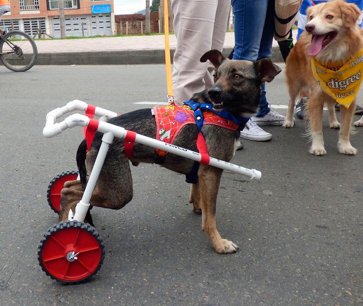 Construcción silla de ruedas para perros con discapacidad.