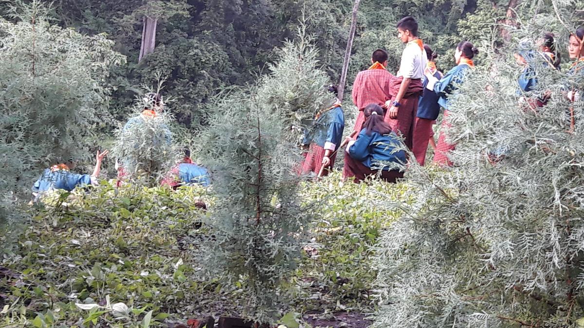Tree Plantation