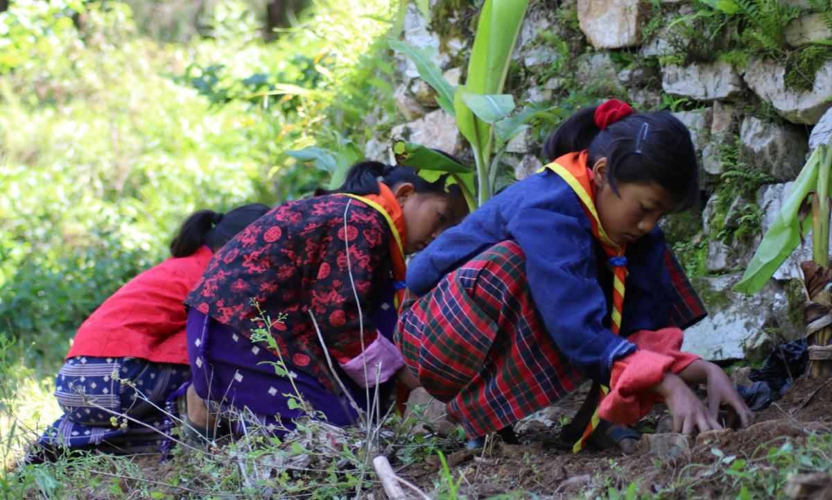 Tree plantation