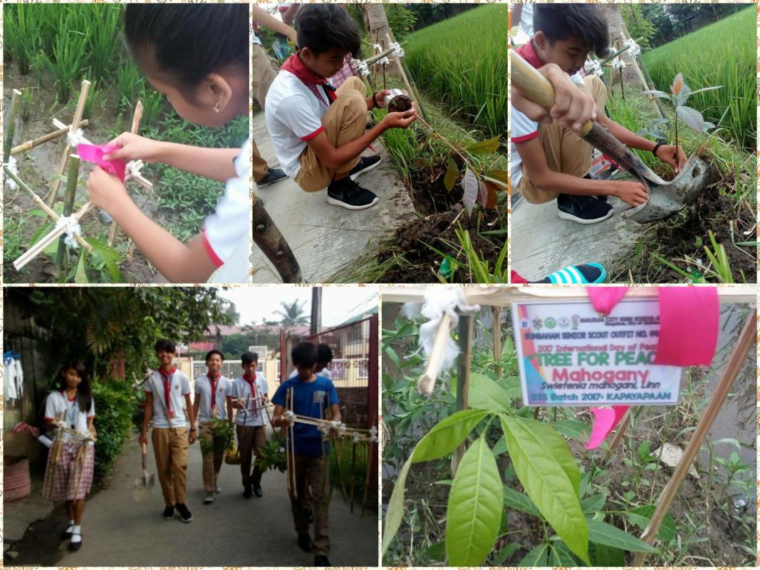 Bungahan Senior Scouts 446-447: Tree for Peace