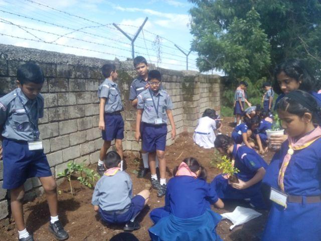 Tree plantation 