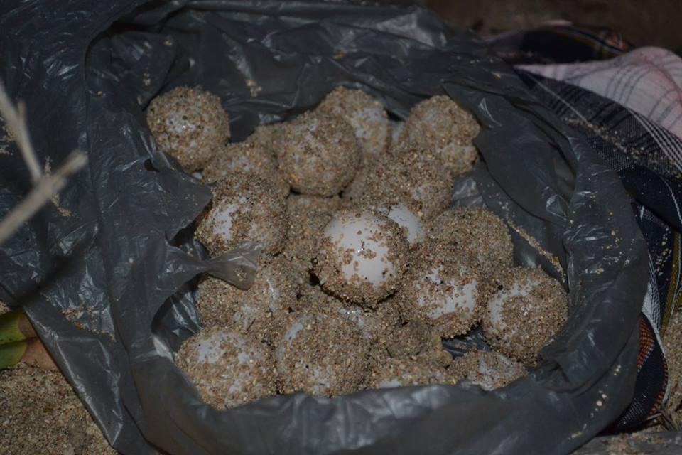 Find and Rescue Turtles  (Lombok , Indonesia) (Part 2)