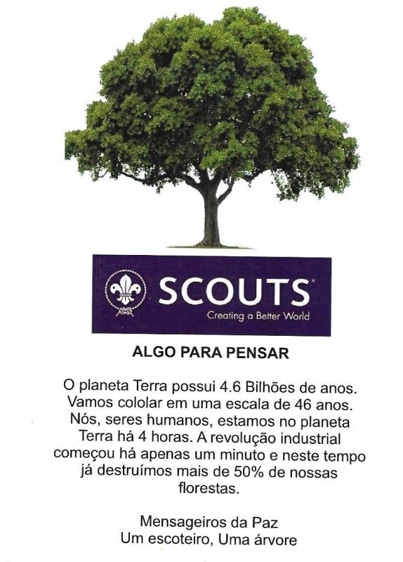 Um Escoteiro Uma Árvore