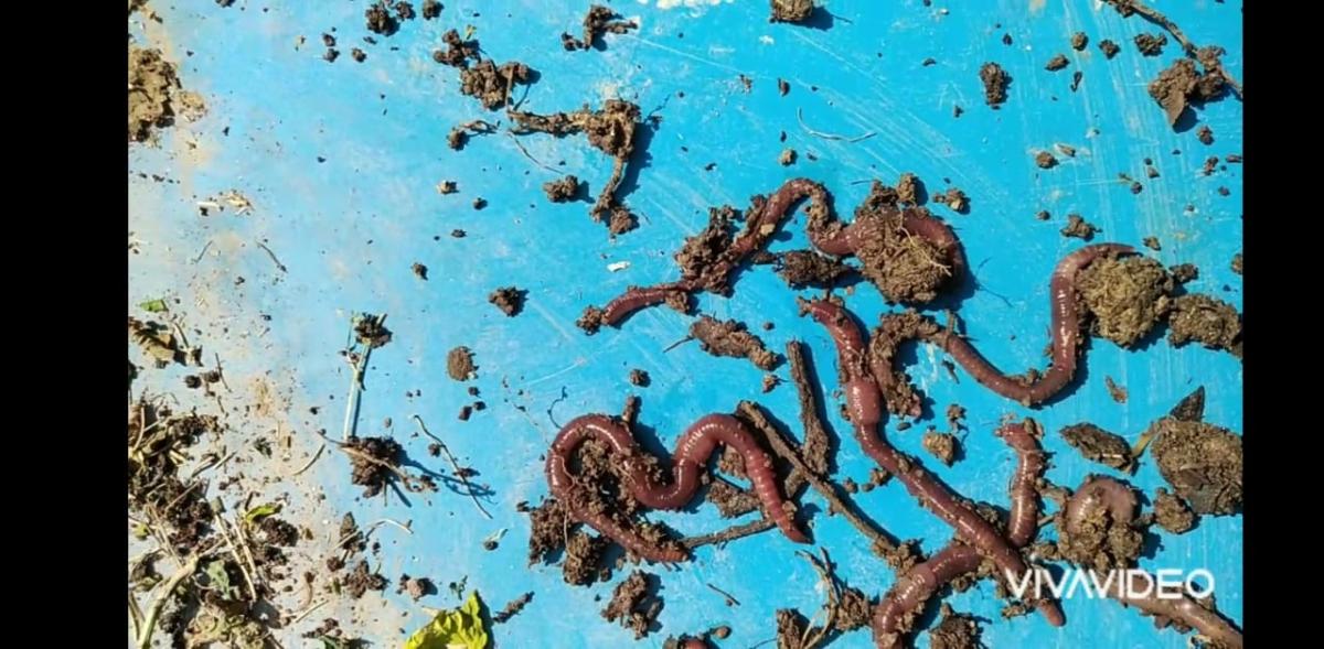 reduce waste with red wiggler earthworm 