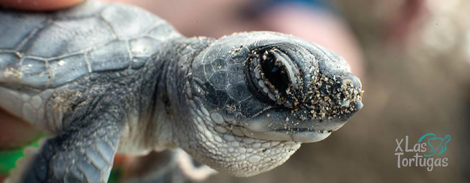 X las Tortugas