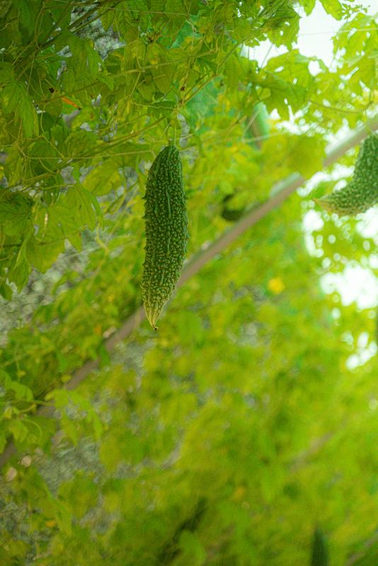 A fruit hanging from a tree 