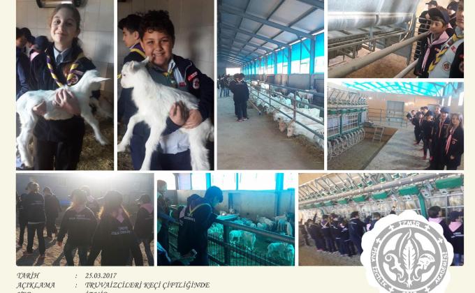 Visit to Goat Farm