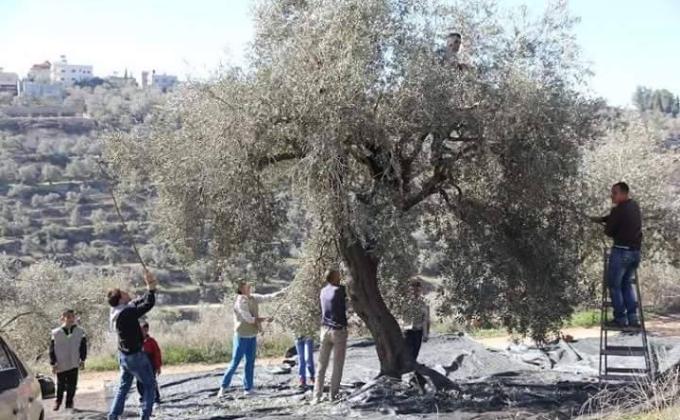 كشافة ومرشدات نادي جبل النار تقطف ثمار الزيتون في عصيرة الشمالية
