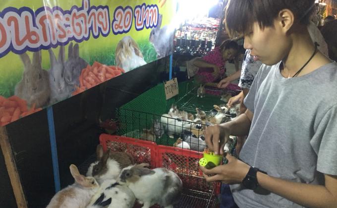 ให้อาหารกระต่าย