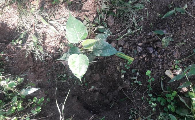 plantation of janchub shing by scouts of mcs.