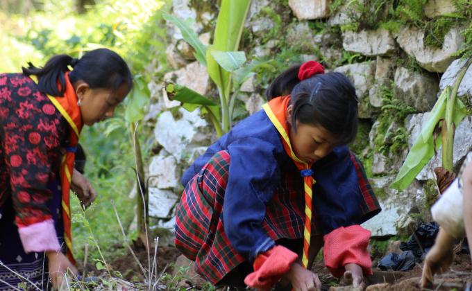 Tree Plantation