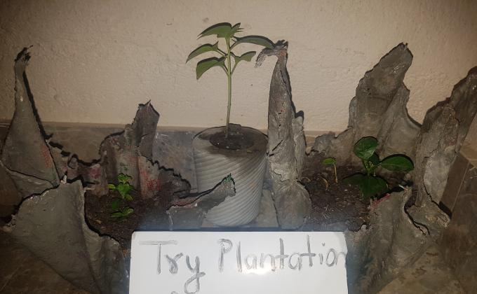 IDP-International Peace Day Celebration at HOME in covid pandemic 