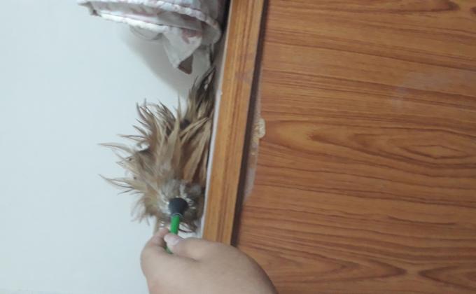 เช้ดฝุ่น