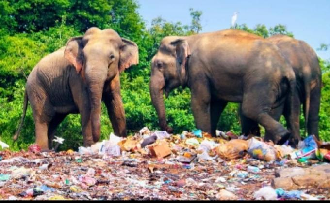 Step for a better world with PET plastic collection bins