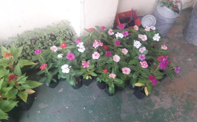 PLANT MORE TREES FOR A BETTER WORLD