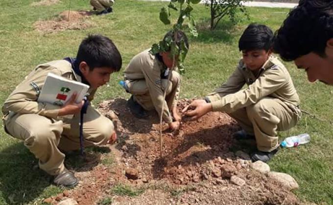 TREE PLANTATION