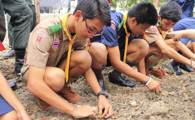 การช่วยปลูกดอกดาวเรือง