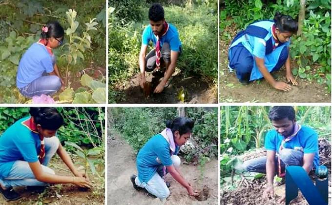 plantation