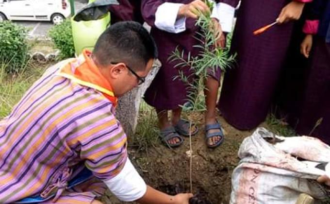 plant the tree