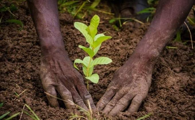 L'UTILITE DES ARBRES
