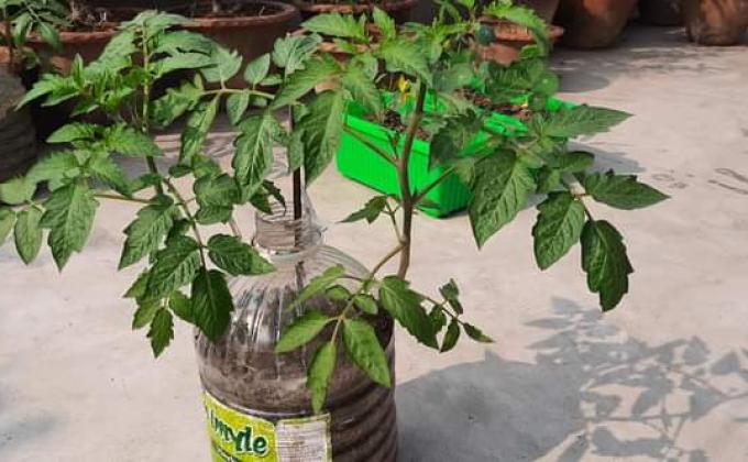 PTTCB চ্যাম্পিয়ন পর্যায়


