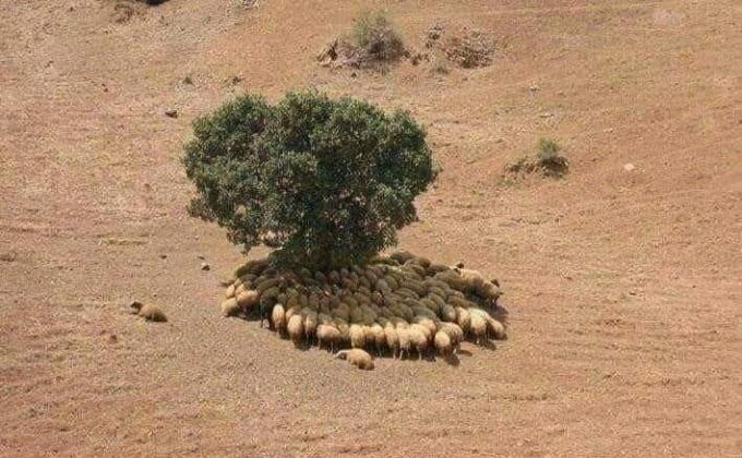 NOS FÔRETS, FACE AUX DANGERS ! 