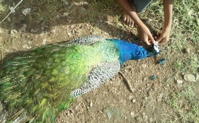 Love  & Save  Birds 