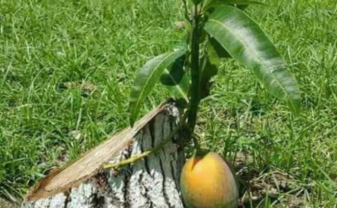 Surprise  Tree 