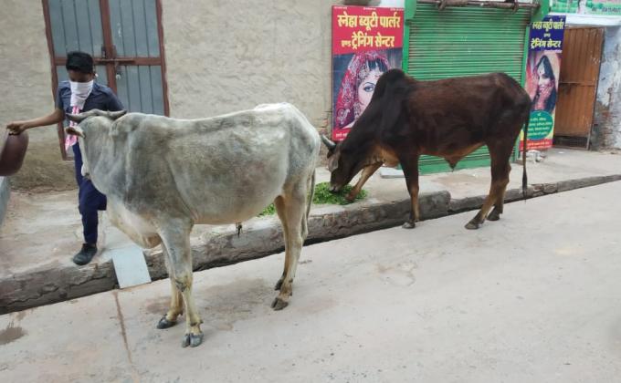 पशुओं को हरा चारा खिलाते हुए रोवर एवं स्काउट नोहर जिला हनुमानगढ़