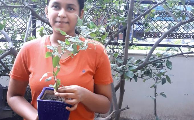Peace day (plant a tree)
