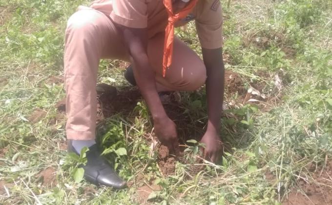 planting seedlings 