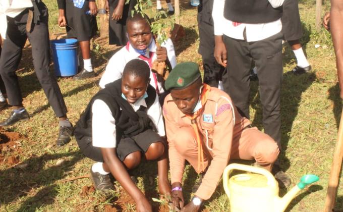 Tree planting project