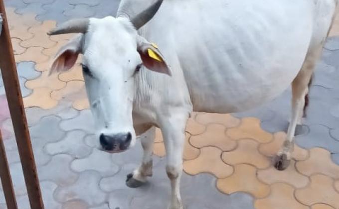 Damini Dalai