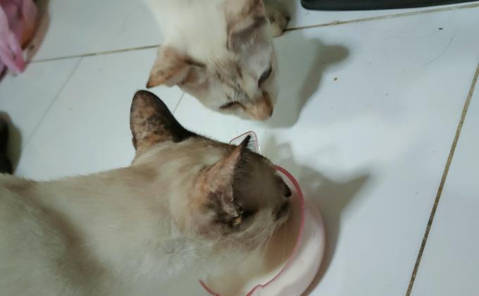 ให้อาหารแมวจร