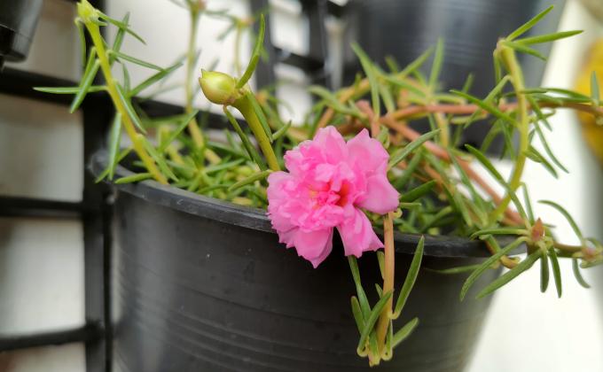 ปลูกต้นไม้ลดโลกร้อน