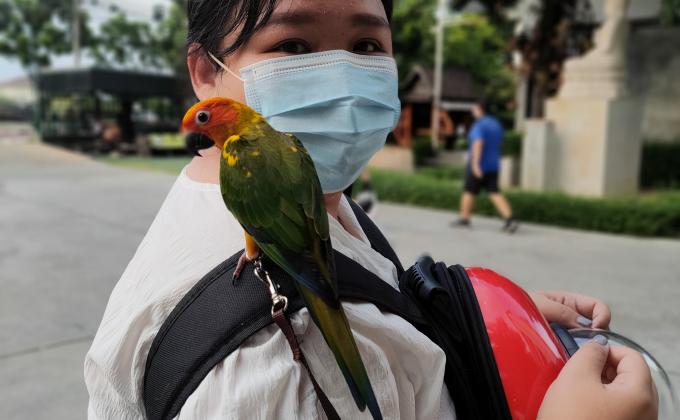 ฝึกนกบินอิสระ