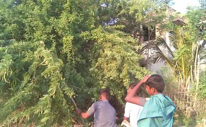 Eradication of babool trees