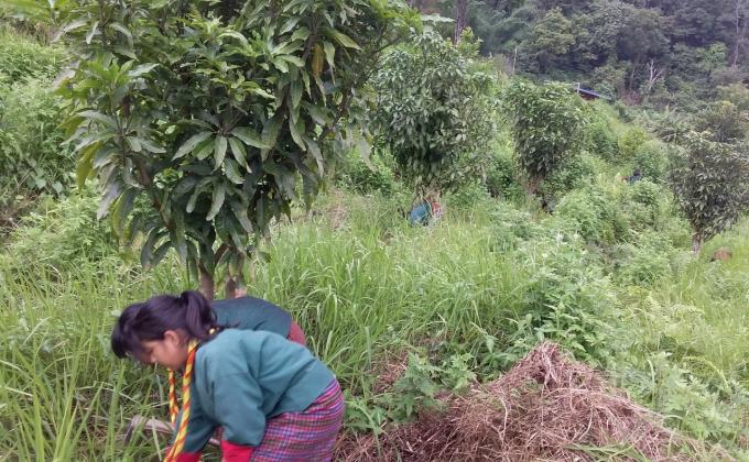 Social forestry day 