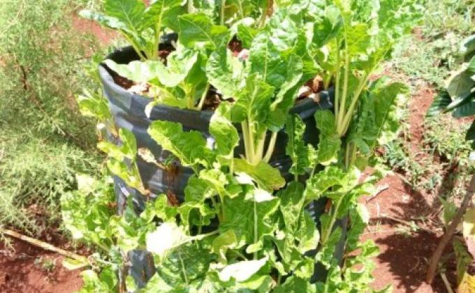 smart agriculture by kisii university flamingo rovers 