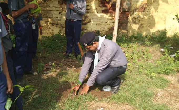 TREE PLANTATION