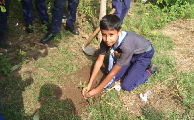 TREE PLANTATION