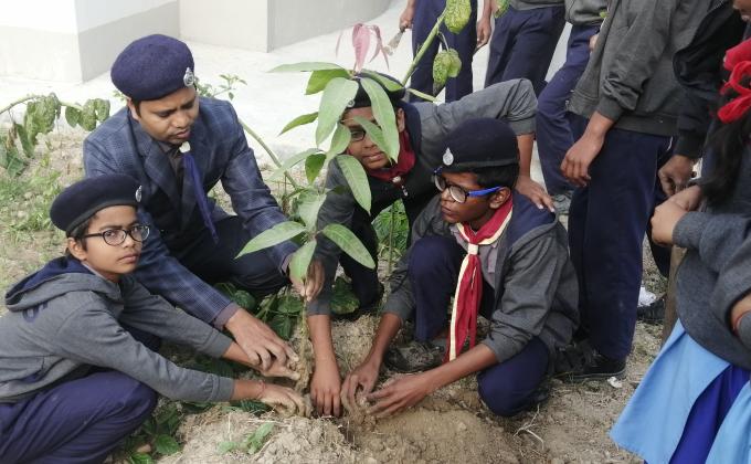 Tree plantation