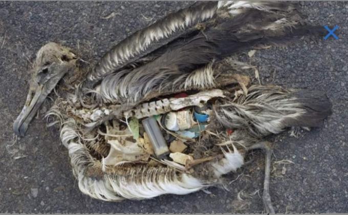 plastic pollution affects sea life throughout the ocean