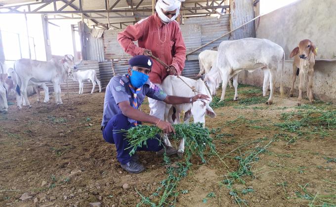 चारे की व्यवस्था की गई