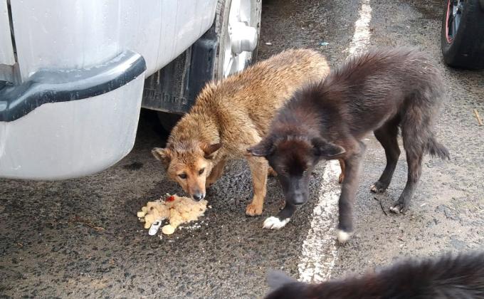 Scout for World Award (SWA)