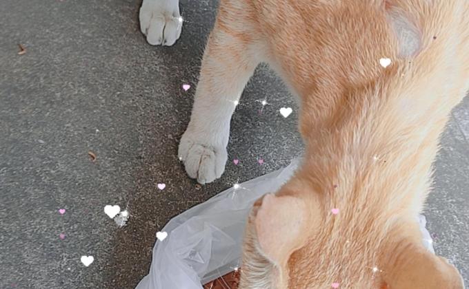 ให้อาหารน้องแมวจร