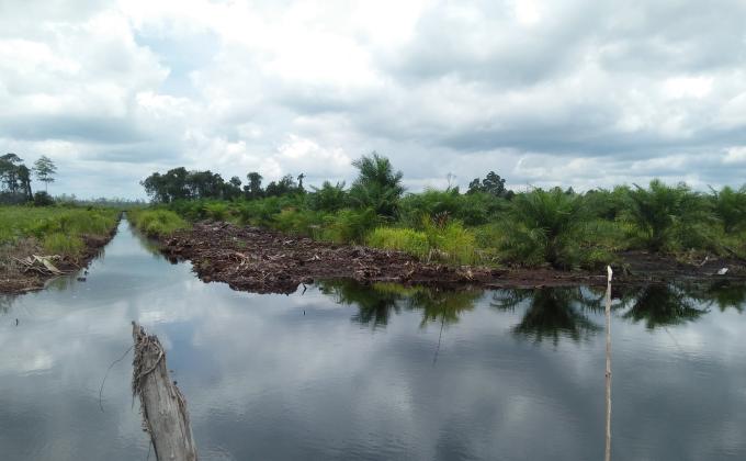 Ketika Hutan Gambut di Kotawaringin Barat Itu Berganti Sawit