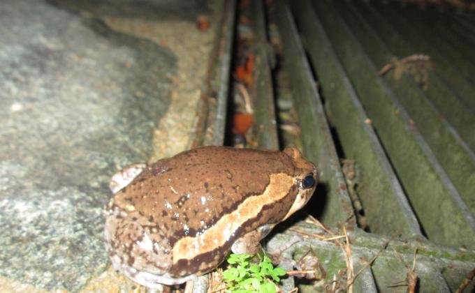 Save the Frogs