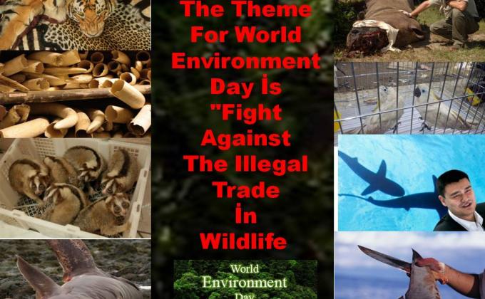 WORLD ENVİRONMENT DAY LAST SELFİE AND ILLEGAL TRADE