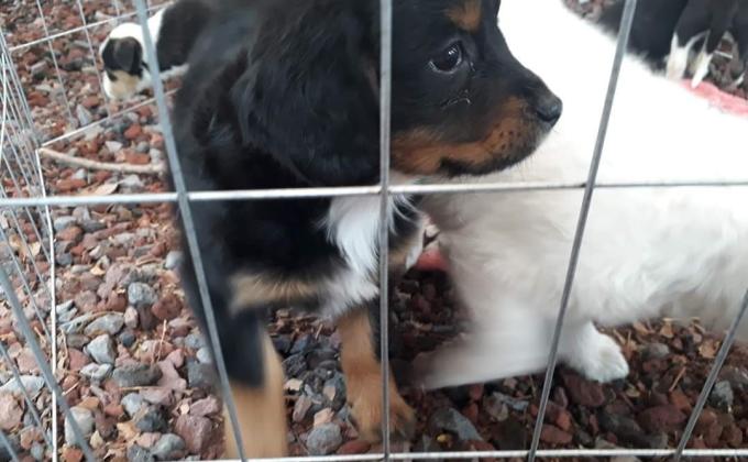 rescata y regala una oportunidad de vida